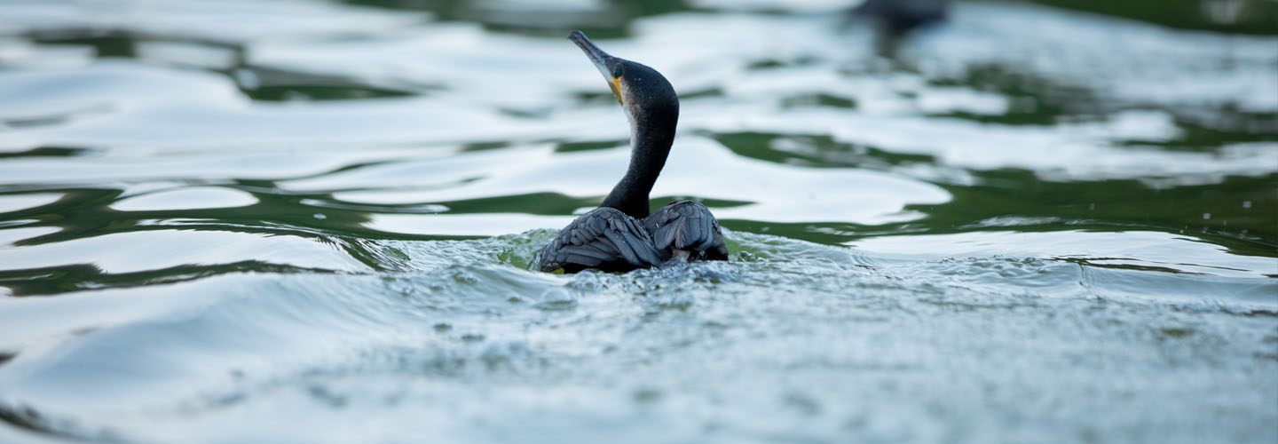 Cormorants <br/>at Lake Duluti